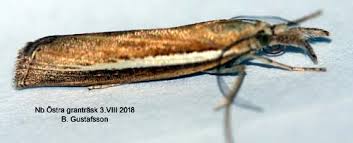 Attēlu rezultāti vaicājumam “Agriphila selasella”