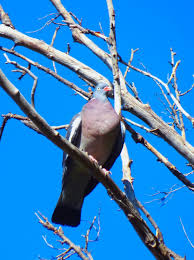 Image result for Columba palumbus