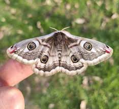 Attēlu rezultāti vaicājumam “Saturnia pavonia eggs”