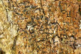 Attēlu rezultāti vaicājumam “Alyxoria varia”