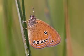 Attēlu rezultāti vaicājumam “Coenonympha hero underside”