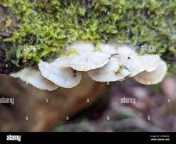 Attēlu rezultāti vaicājumam “Gloeoporus taxicola”