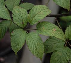 Attēlu rezultāti vaicājumam “Rubus plicatus leaf”