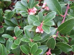 Attēlu rezultāti vaicājumam “Arctostaphylos uva-ursi”