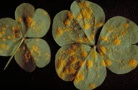 Attēlu rezultāti vaicājumam “Puccinia agrostidis”