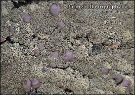 Attēlu rezultāti vaicājumam “Parmeliella triptophylla”