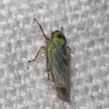 Attēlu rezultāti vaicājumam “Macrosteles sp.”