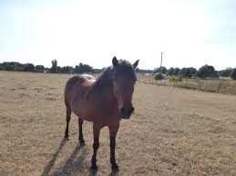 Image result for Palmers Riding Stables