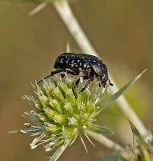 Attēlu rezultāti vaicājumam “Oxythyrea funesta”