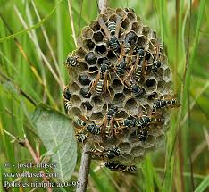 Attēlu rezultāti vaicājumam “Polistes nimpha”