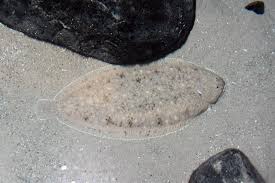 Image result for Solea solea