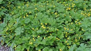 Attēlu rezultāti vaicājumam “Waldsteinia geoides”