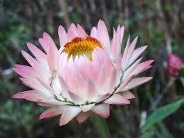 Image result for Helichrysum lindleyii