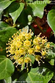 Attēlu rezultāti vaicājumam “Hedera helix  flower”