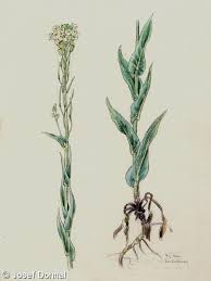 Attēlu rezultāti vaicājumam “Arabis glabra”