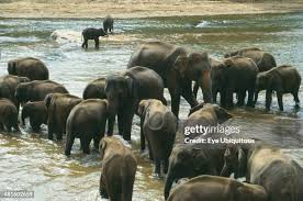 Image result for pinawella