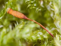 Attēlu rezultāti vaicājumam “Hypnum jutlandicum”