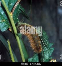 Attēlu rezultāti vaicājumam “Spilosoma lutea larva”