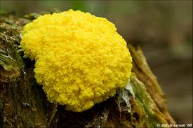 Image result for Fuligo septica