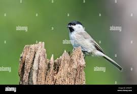 Attēlu rezultāti vaicājumam “Poecile palustris”