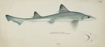 Image result for Mustelus antarcticus