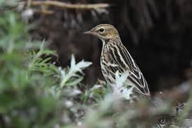 Image result for Anthus gustavi