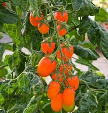 Afbeeldingsresultaat voor oranje van goeienbier tomato