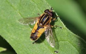 Attēlu rezultāti vaicājumam “Helophilus hybridus male”