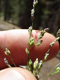Attēlu rezultāti vaicājumam “Glyceria striata”