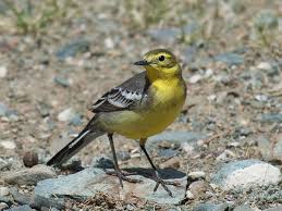 Attēlu rezultāti vaicājumam “Motacilla citreola male”