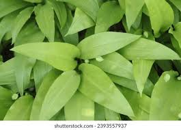 Attēlu rezultāti vaicājumam “Allium ursinum leaf”