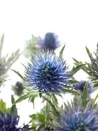 Image result for Blaudistel