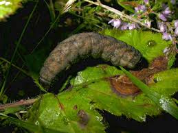 Attēlu rezultāti vaicājumam “Lacanobia contigua larva”