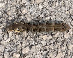 Attēlu rezultāti vaicājumam “Deilephila elpenor larva”