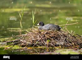 Attēlu rezultāti vaicājumam “Fulica atra eggs”