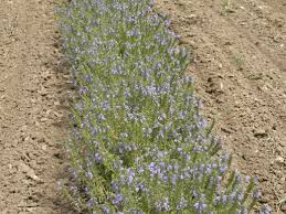 Image result for Dracocephalum moldavicum