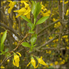 Attēlu rezultāti vaicājumam “Forsythia intermedia flower”