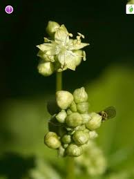 Attēlu rezultāti vaicājumam “Mercurialis perennis leaf”