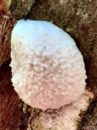 Attēlu rezultāti vaicājumam “Fuligo leviderma macro”