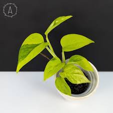 Attēlu rezultāti vaicājumam “Craterium aureum”