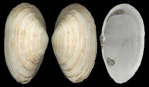 Attēlu rezultāti vaicājumam “Mya arenaria”