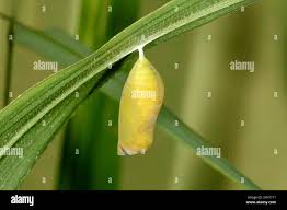 Attēlu rezultāti vaicājumam “Nymphalis pupa”