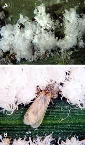 Attēlu rezultāti vaicājumam “Drepanosiphum platanoidis exuvia”