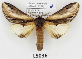 Attēlu rezultāti vaicājumam “Pheosia tremula”