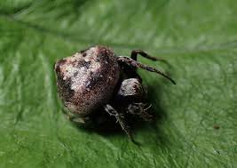 Attēlu rezultāti vaicājumam “Aranei exuvia”