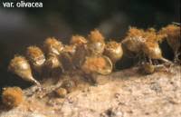 Attēlu rezultāti vaicājumam “Trichia crateriformis spores”