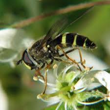 Attēlu rezultāti vaicājumam “Dasysyrphus tricinctus”