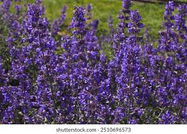 Attēlu rezultāti vaicājumam “Nepeta x faassenii flower”