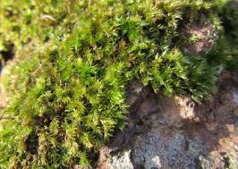 Attēlu rezultāti vaicājumam “Hypnum cupressiforme var. subjulacum”