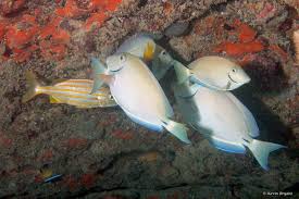 Image result for Acanthurus bahianus